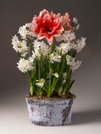 Paperwhites and Joker Amaryllis