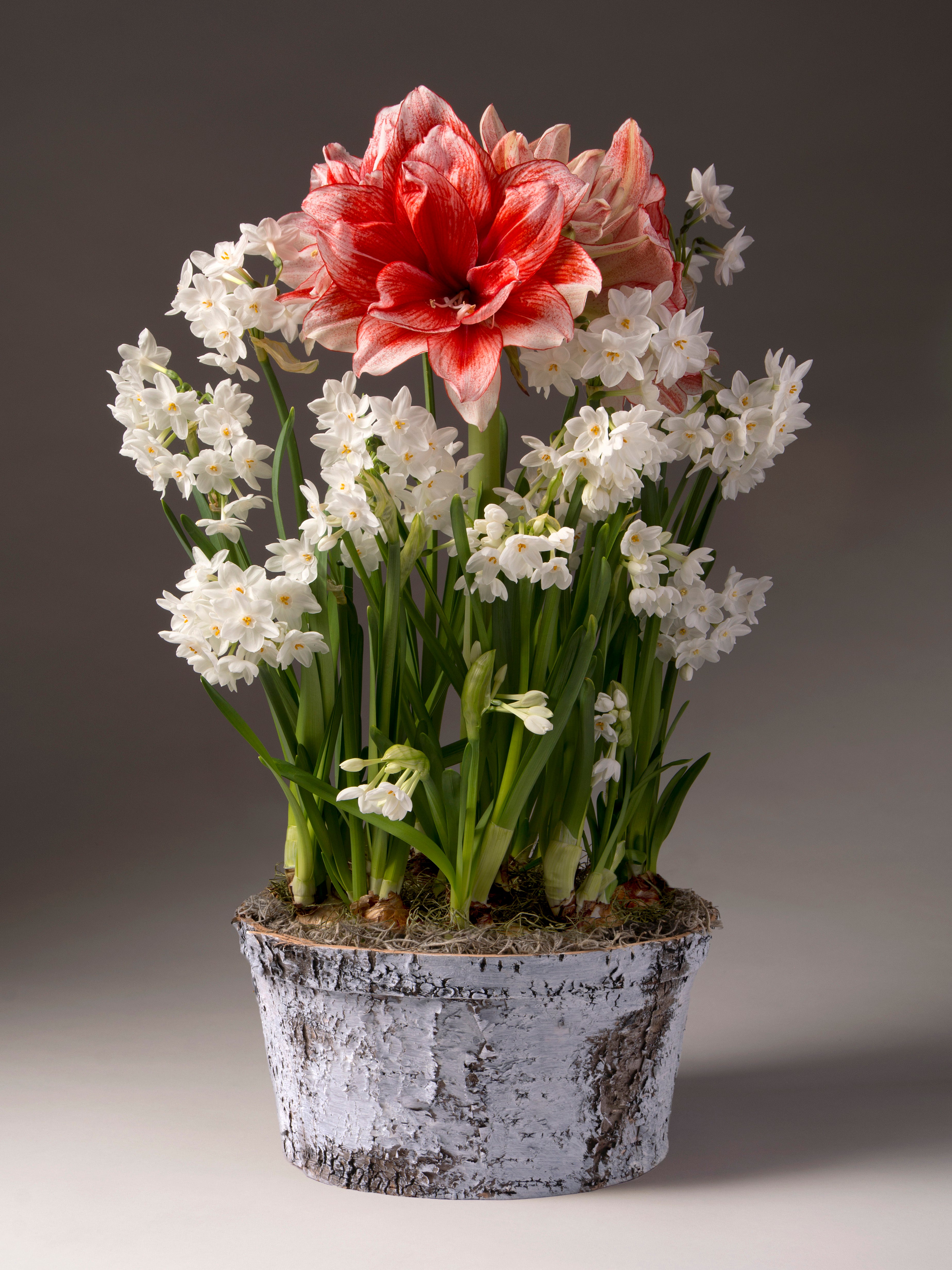 Paperwhites and Joker Amaryllis
