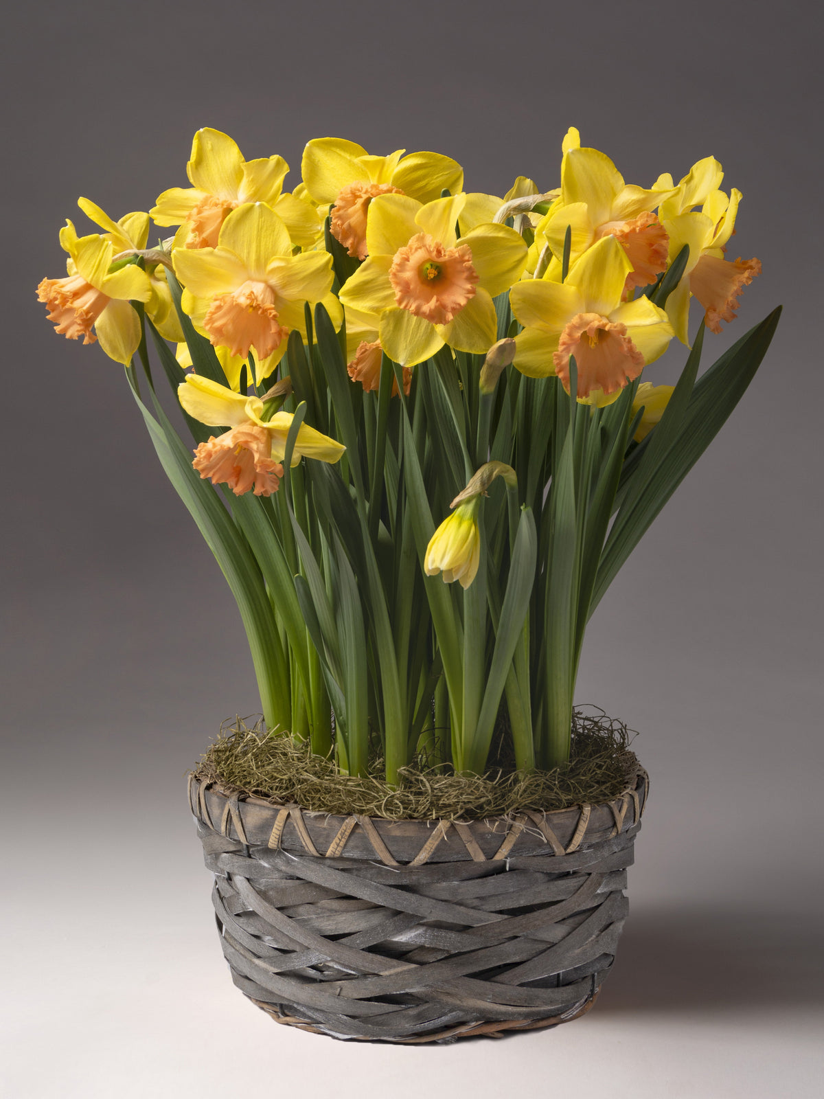 A grouping of yellow daffodils with peach colored cups sprouts from a base of sphagnum moss in a grey woven basket.