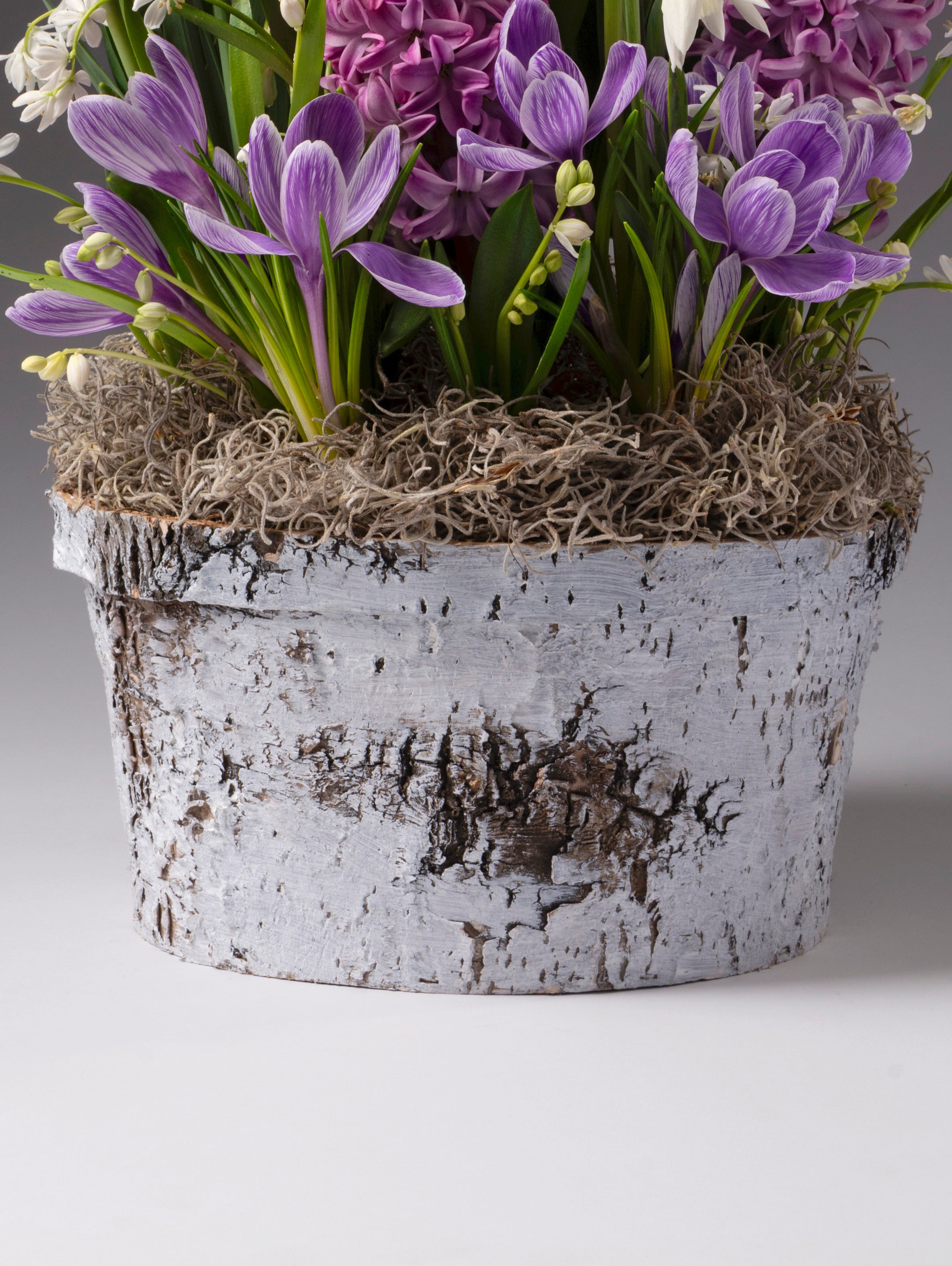 Natural White Birch Pot Cover 8in