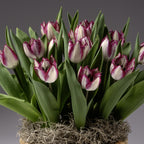 Four Months of Single Tulips