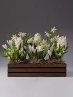 a wooden trug containing clusters of white flowers in bloom, including hyacinth, narcissus, muscari and crocus, all against a plain grey backdrop.