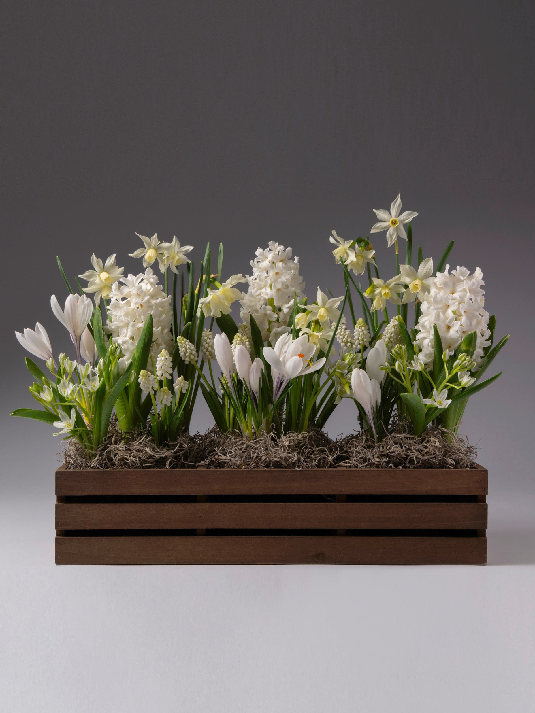 a wooden trug containing clusters of white flowers in bloom, including hyacinth, narcissus, muscari and crocus, all against a plain grey backdrop.