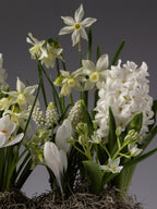 a cluster of white flowers in bloom, including hyacinth, narcissus, and muscari, sprouting from a base of spanish moss.