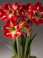 A cluster of red and white amaryllis flowers with green stems and leaves, arranged in a pot with moss against a dark gray studio background.