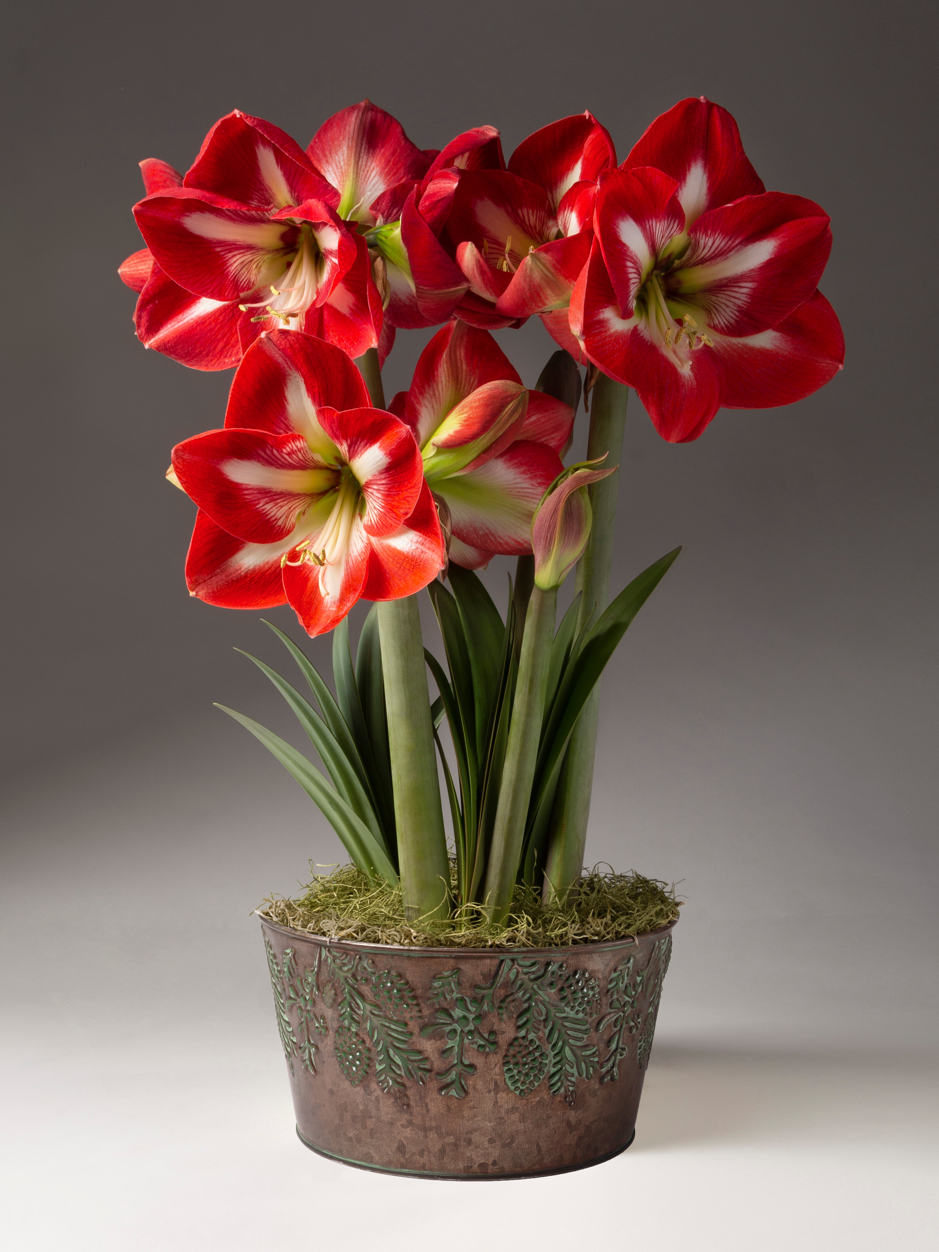 A potted arrangement of red and white amaryllis with green leaves and stems, set in a textured metallic pot with moss on top, photographed against a dark gray studio background.