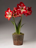 A potted flowering amaryllis plant with three red and white blooms, green stems, and green leaves, set in a textured metallic pot against a gray studio background.