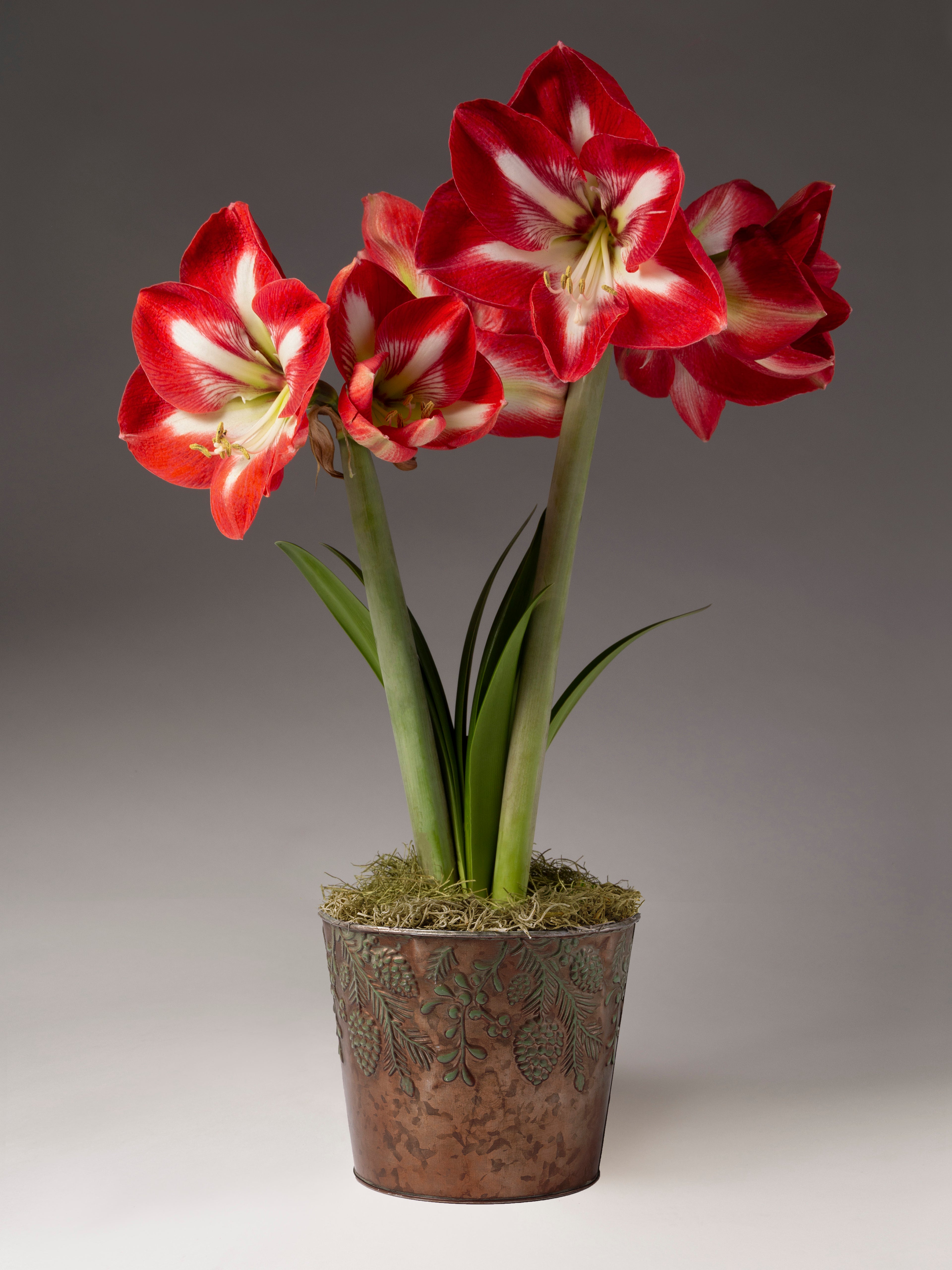 A potted flowering amaryllis plant with three red and white blooms, green stems, and green leaves, set in a textured metallic pot against a gray studio background.
