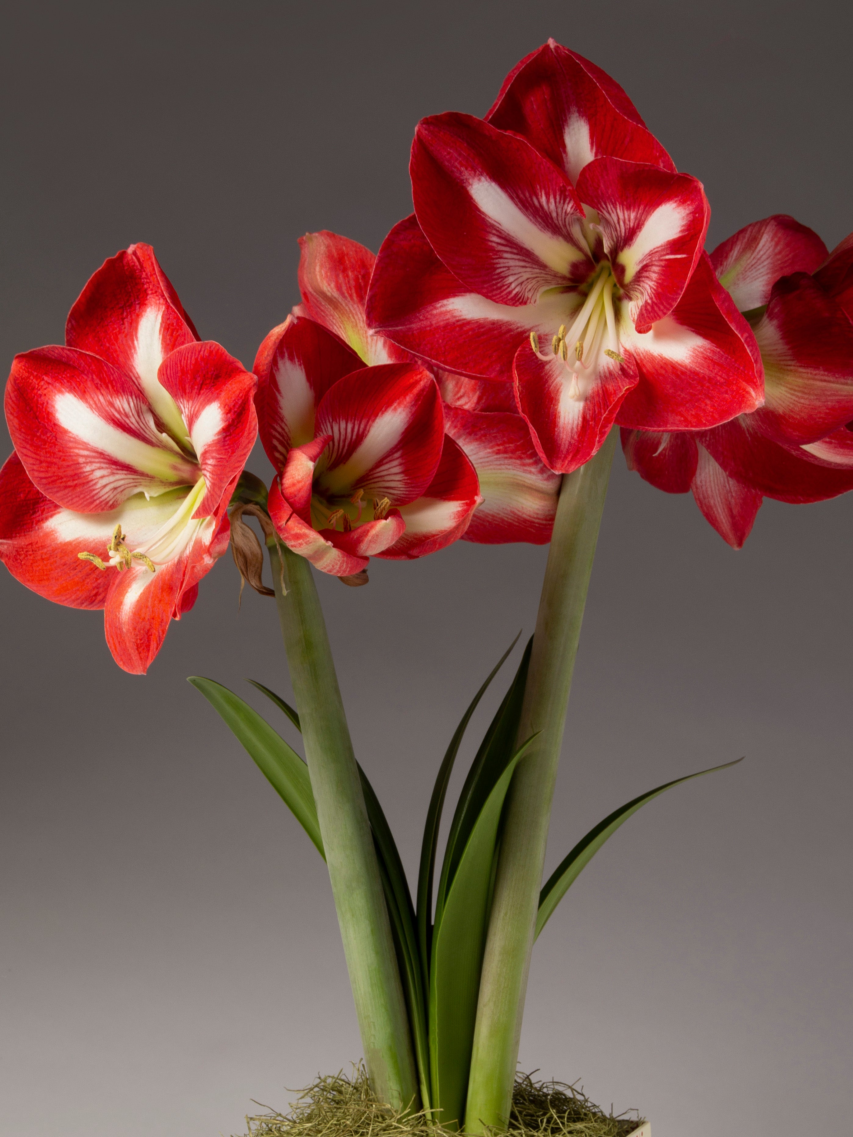Starlight Potted Amaryllis