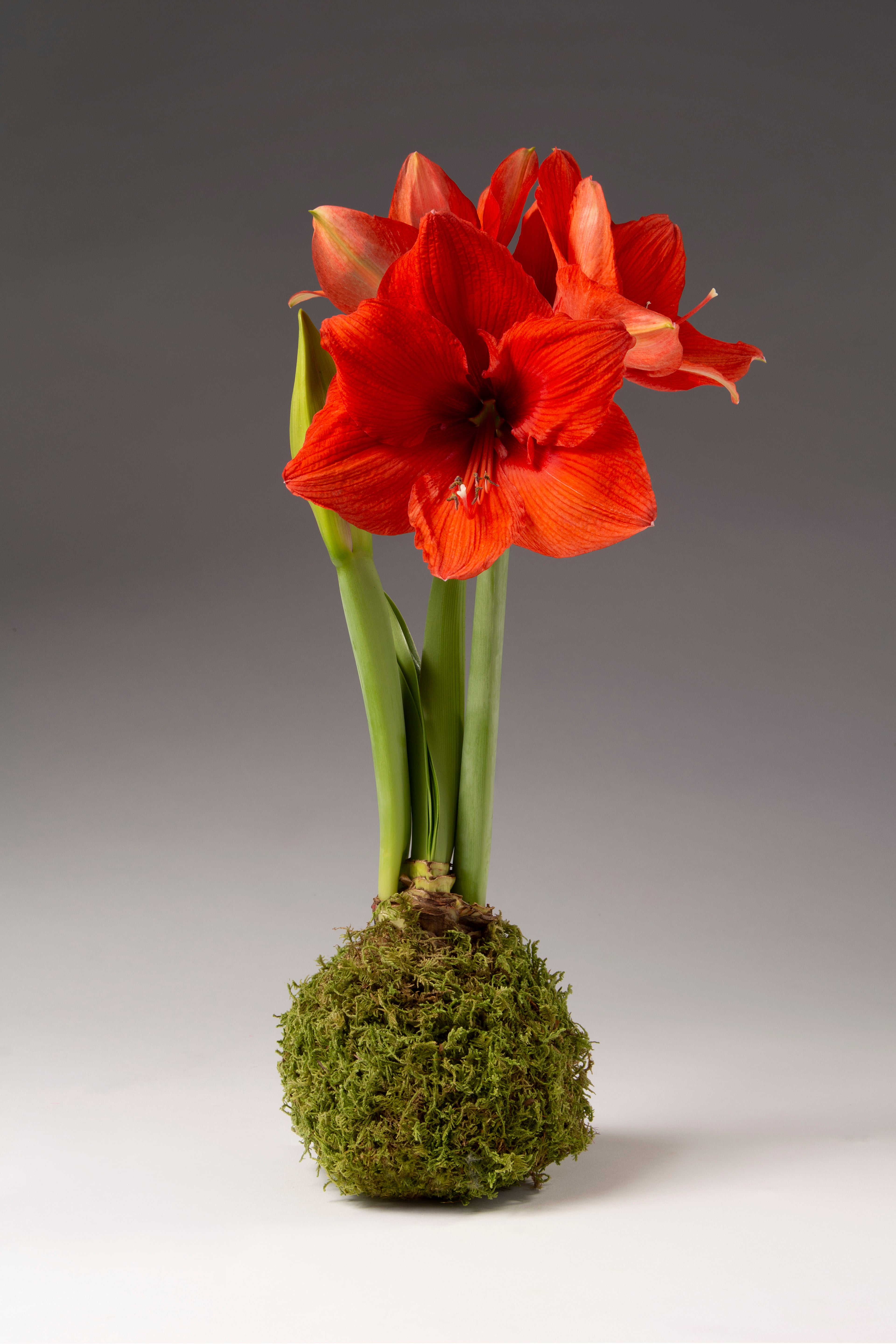A waxed amaryllis bulb wrapped in a layer of green moss. Two amaryllis stalks emerge from the bulb, with one in but and one with 3 large red amaryllis flowers.