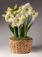 White amaryllis with red edges and green stems and leaves, arranged in a woven natural fiber basket with moss, photographed against a neutral gray studio background.
