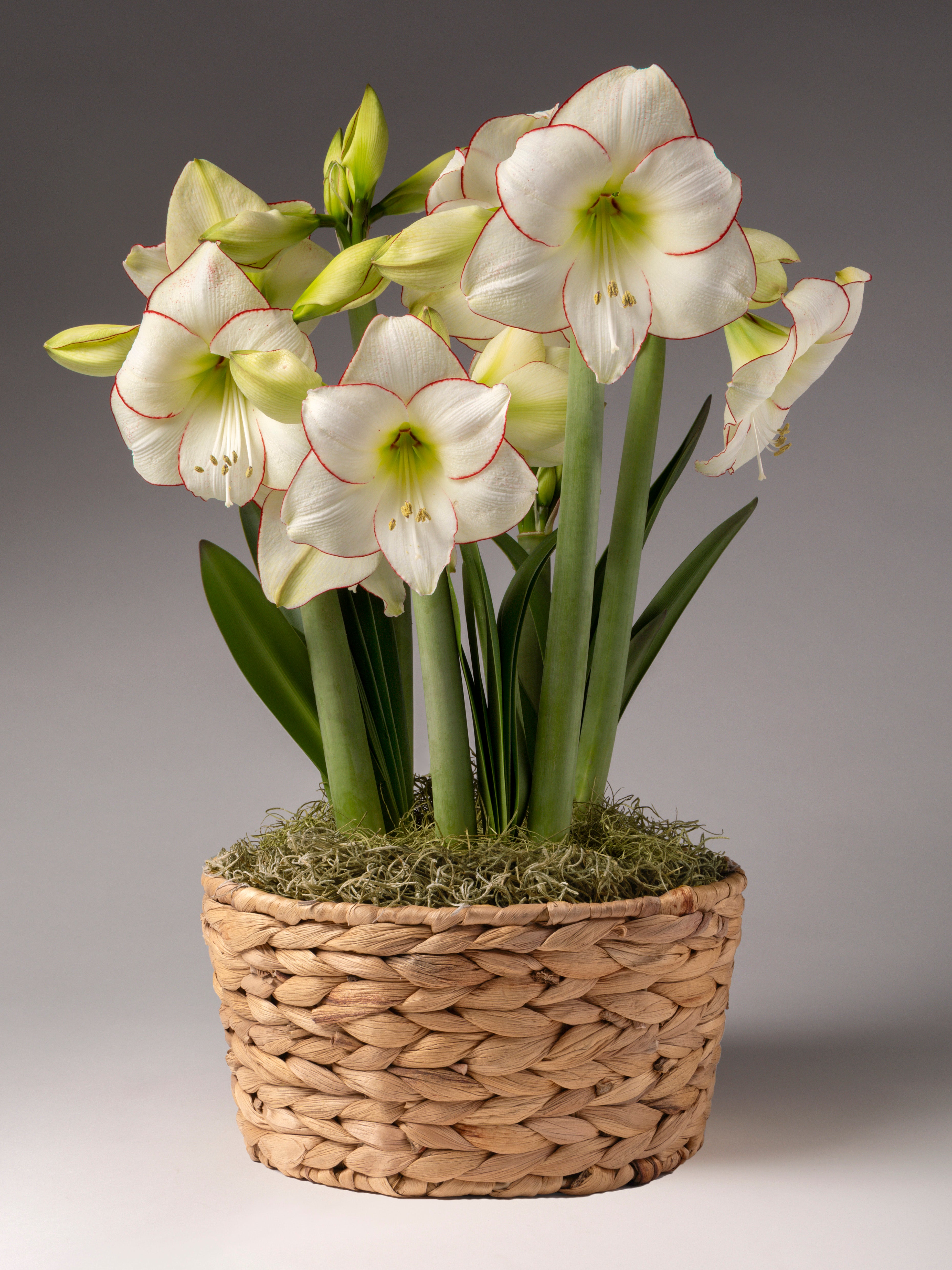 White amaryllis with red edges and green stems and leaves, arranged in a woven natural fiber basket with moss, photographed against a neutral gray studio background.