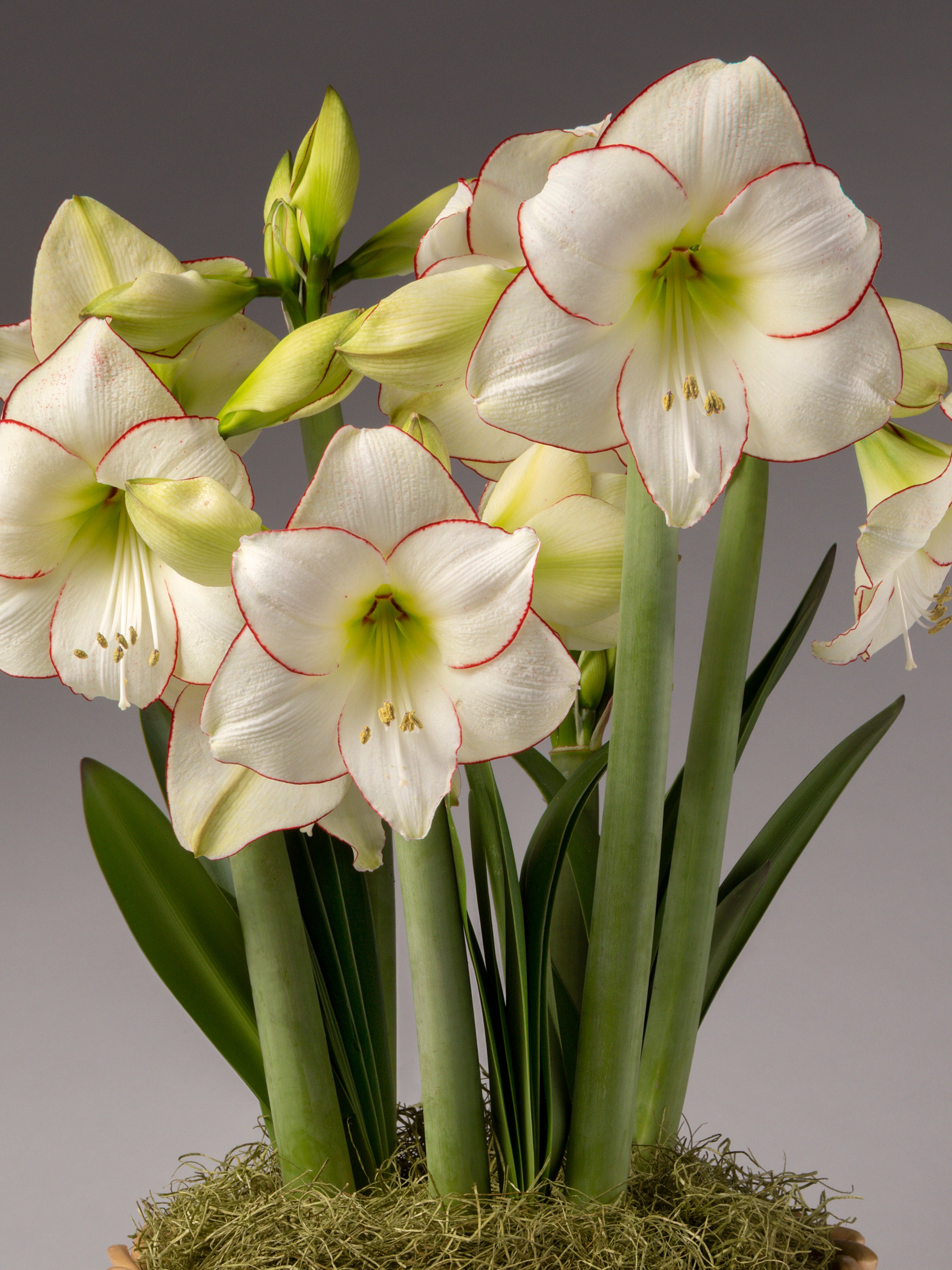 Northern Lights Potted Amaryllis Trio