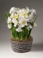 Bouquet of white flowers in a woven basket on a gray background