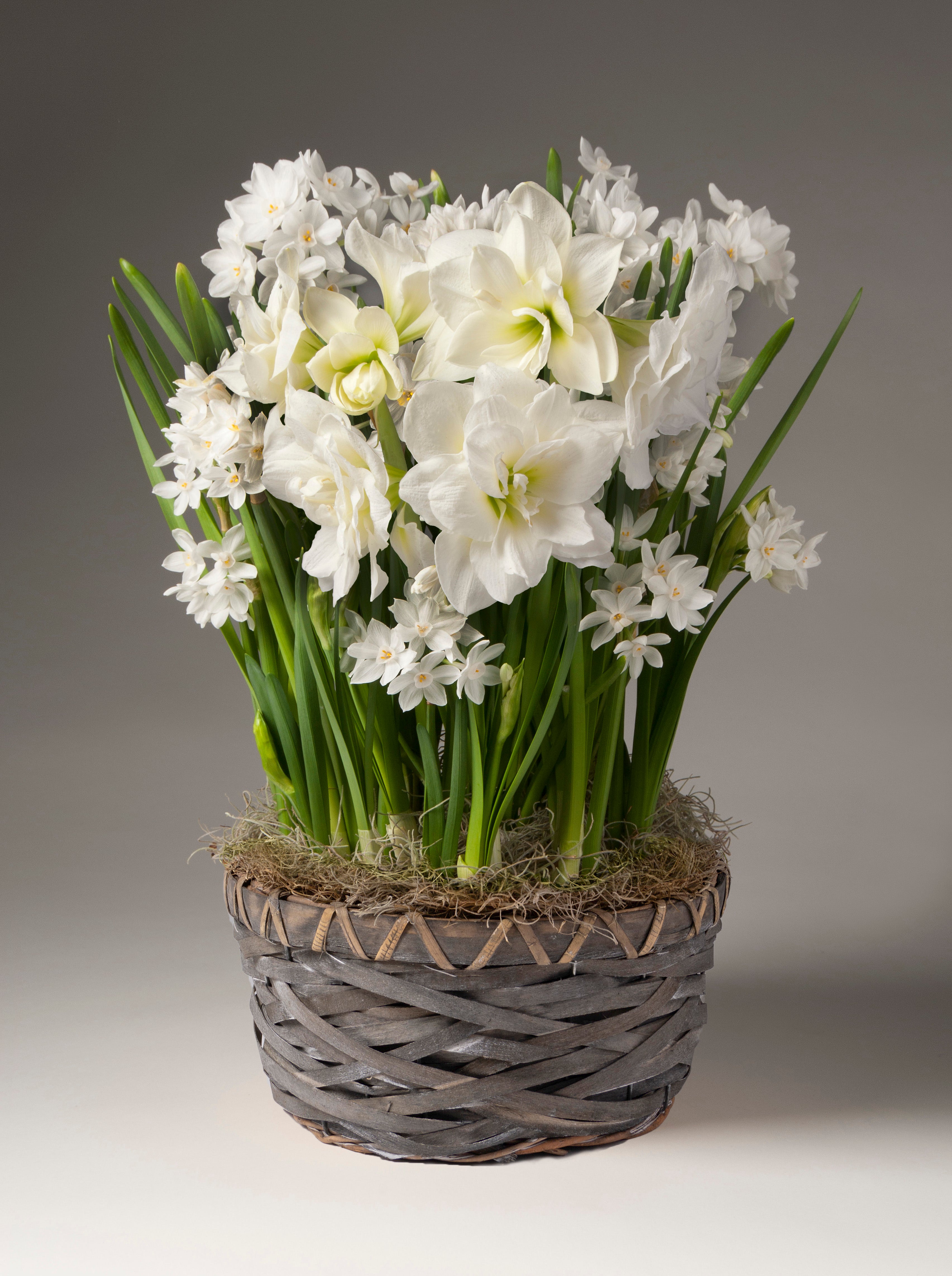 Bouquet of white flowers in a woven basket on a gray background