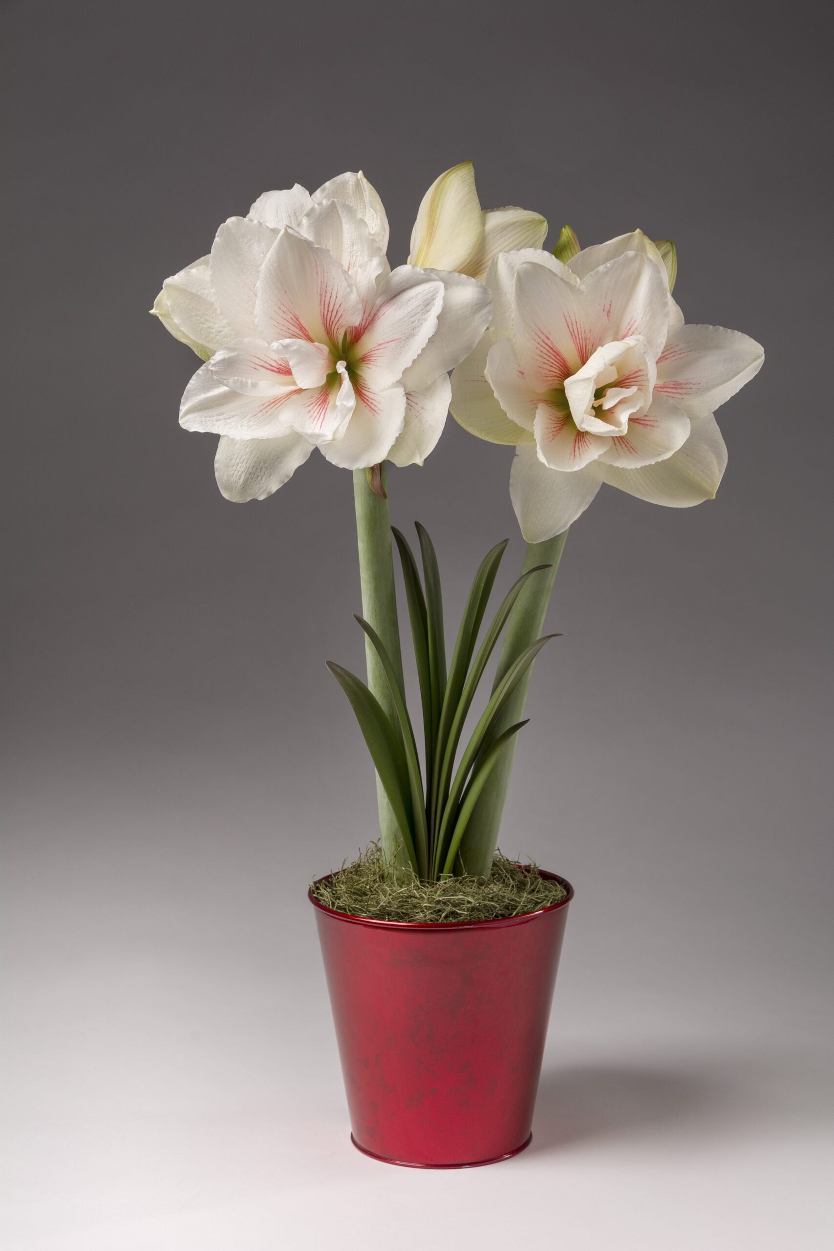 Metallic Red Tin Pot Cover