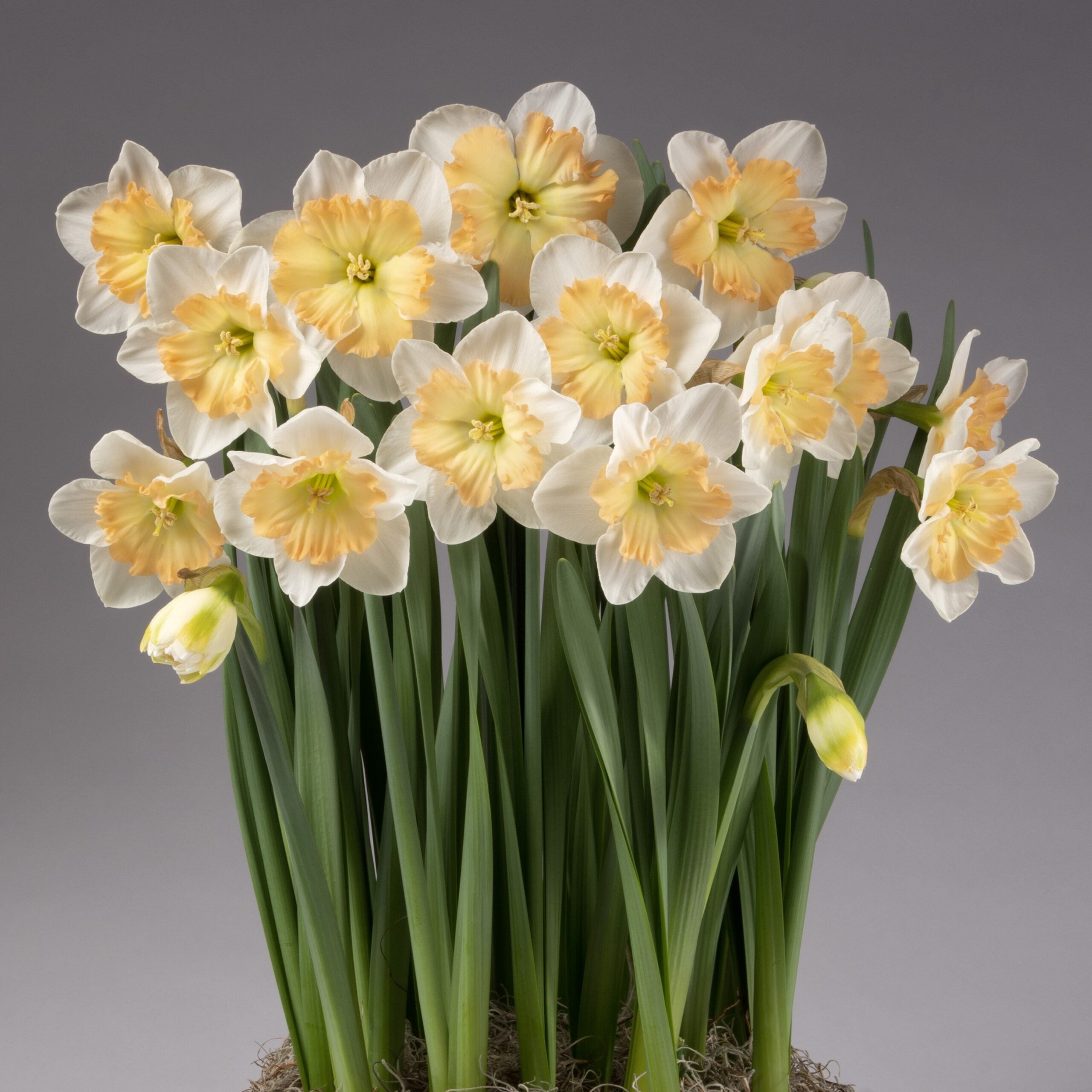Drama Queen Potted Daffodils
