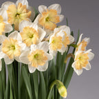 Drama Queen Potted Daffodils