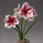 The Pink Beauty Amaryllis features pink and white blooms with long green stems and leaves, emerging from a mossy base.