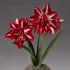 Two vibrant red and white Party Nymph Amaryllis flowers with green leaves and stems emerge from a moss-covered base, displayed against a plain gray background.