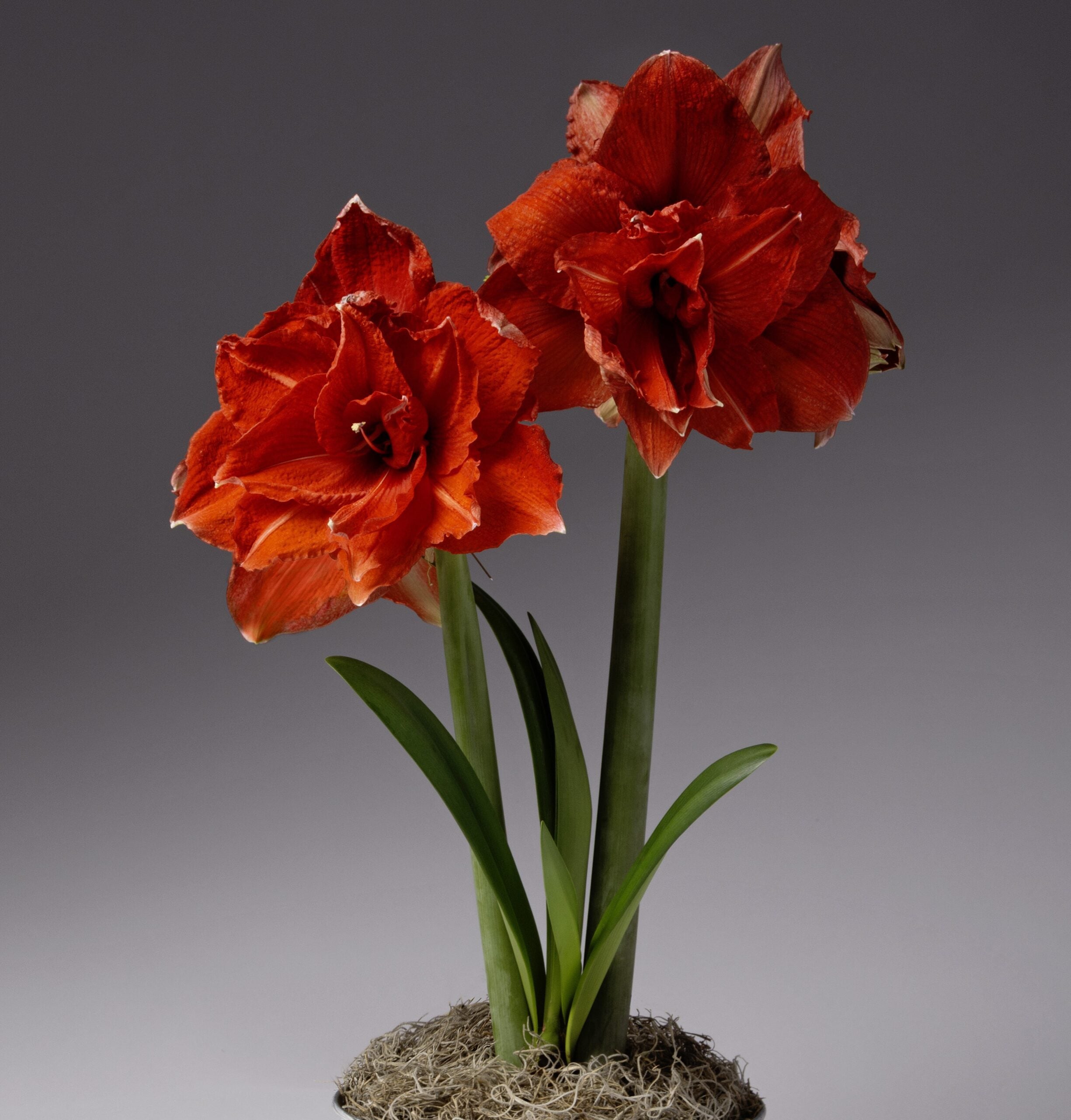 Two Ragtime Amaryllis flowers with bold, layered red petals and long green stems rise above lush leaves and moss, set against a plain gray background.