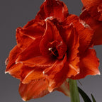A vibrant red Ragtime Amaryllis with ruffled petals stands out against a plain gray background, its single green stem visible below.