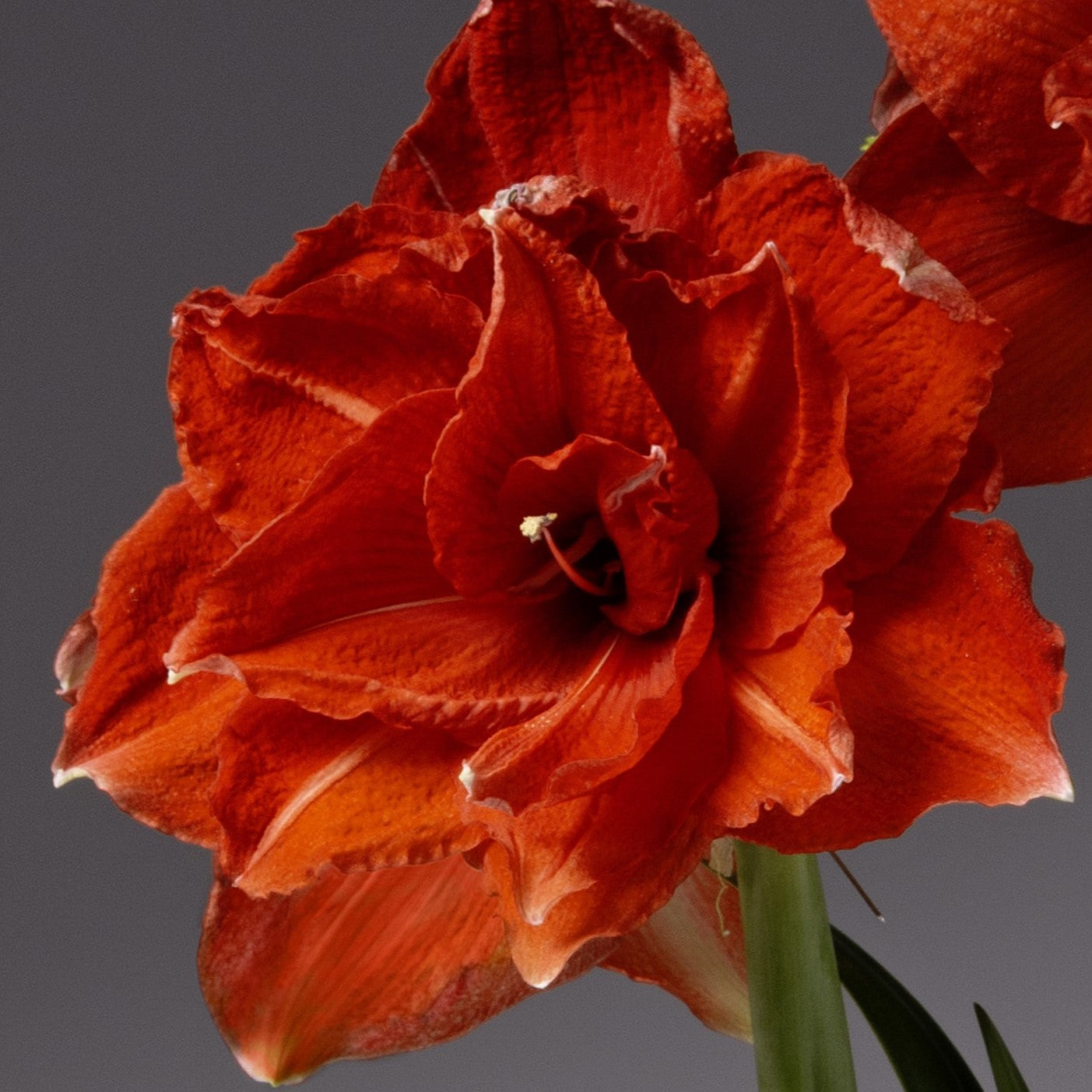 A vibrant red Ragtime Amaryllis with ruffled petals stands out against a plain gray background, its single green stem visible below.