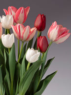 A bouquet of tulips with white and pink-striped petals, deep red buds, and long green leaves, photographed against a smooth gray gradient background.