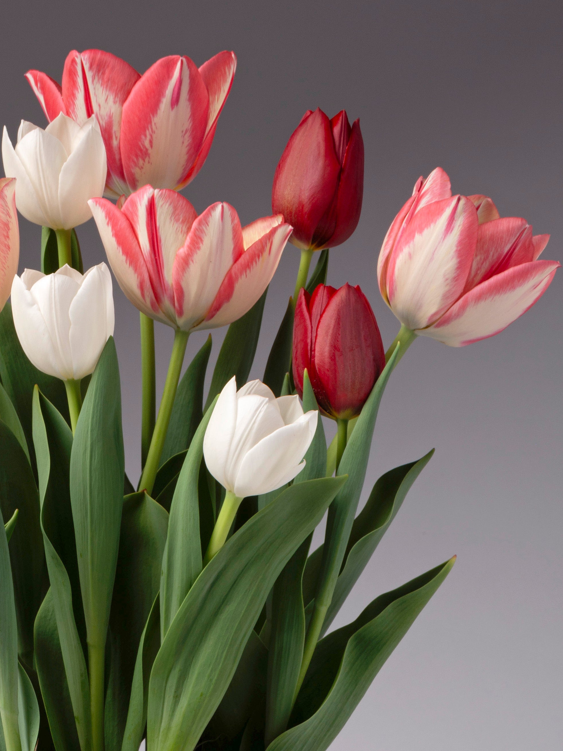 A bouquet of tulips with white and pink-striped petals, deep red buds, and long green leaves, photographed against a smooth gray gradient background.