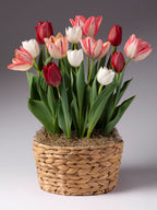 A basket of tulips in a woven round pot, featuring white, red, and pink tulips with green leaves, set against a neutral gray background.