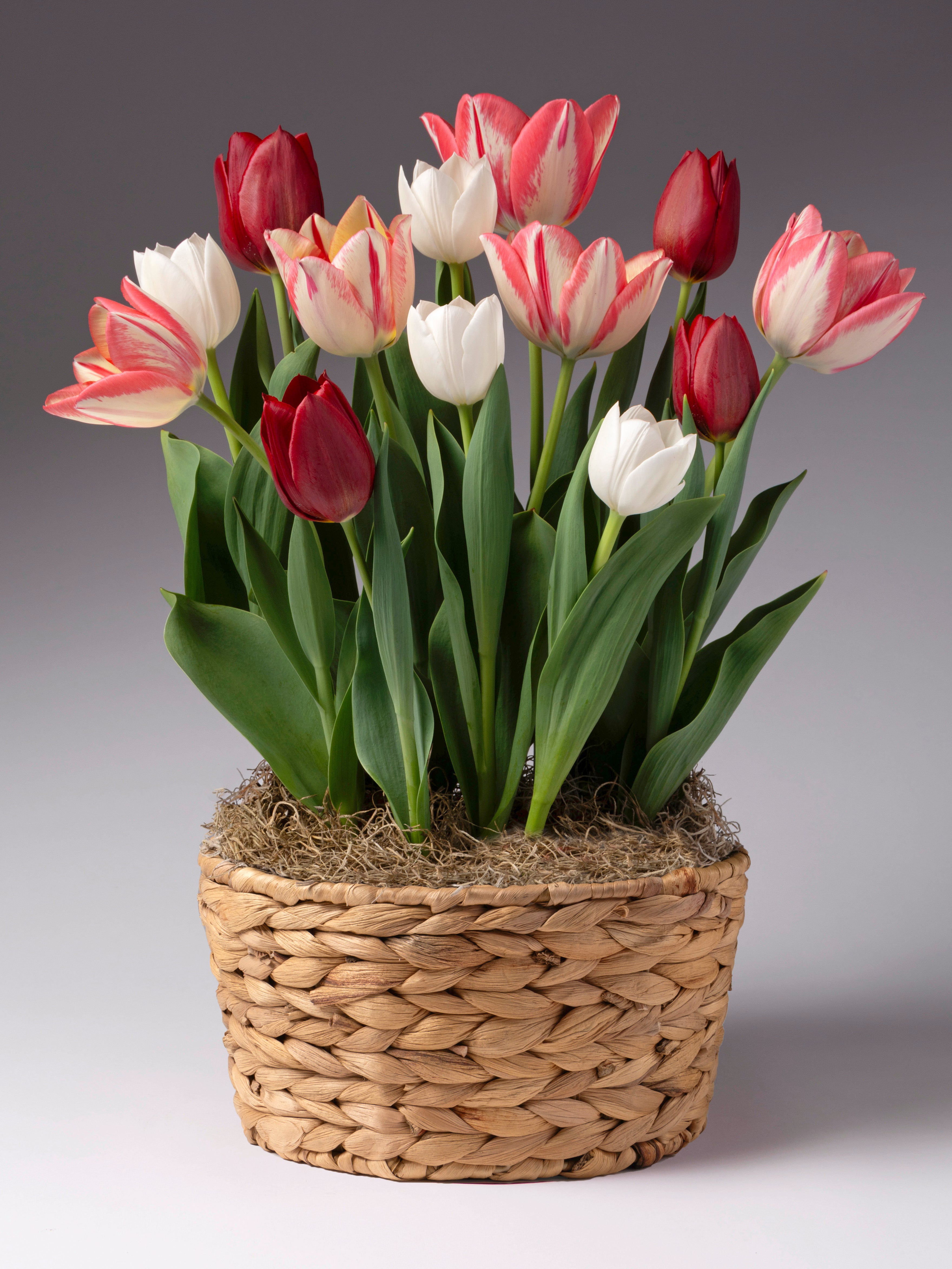 A basket of tulips in a woven round pot, featuring white, red, and pink tulips with green leaves, set against a neutral gray background.