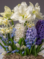 A grouping of flowers sprouting from a base of spanish moss includes white amaryllis and daffodils with blue hyacinth and siberian squill.