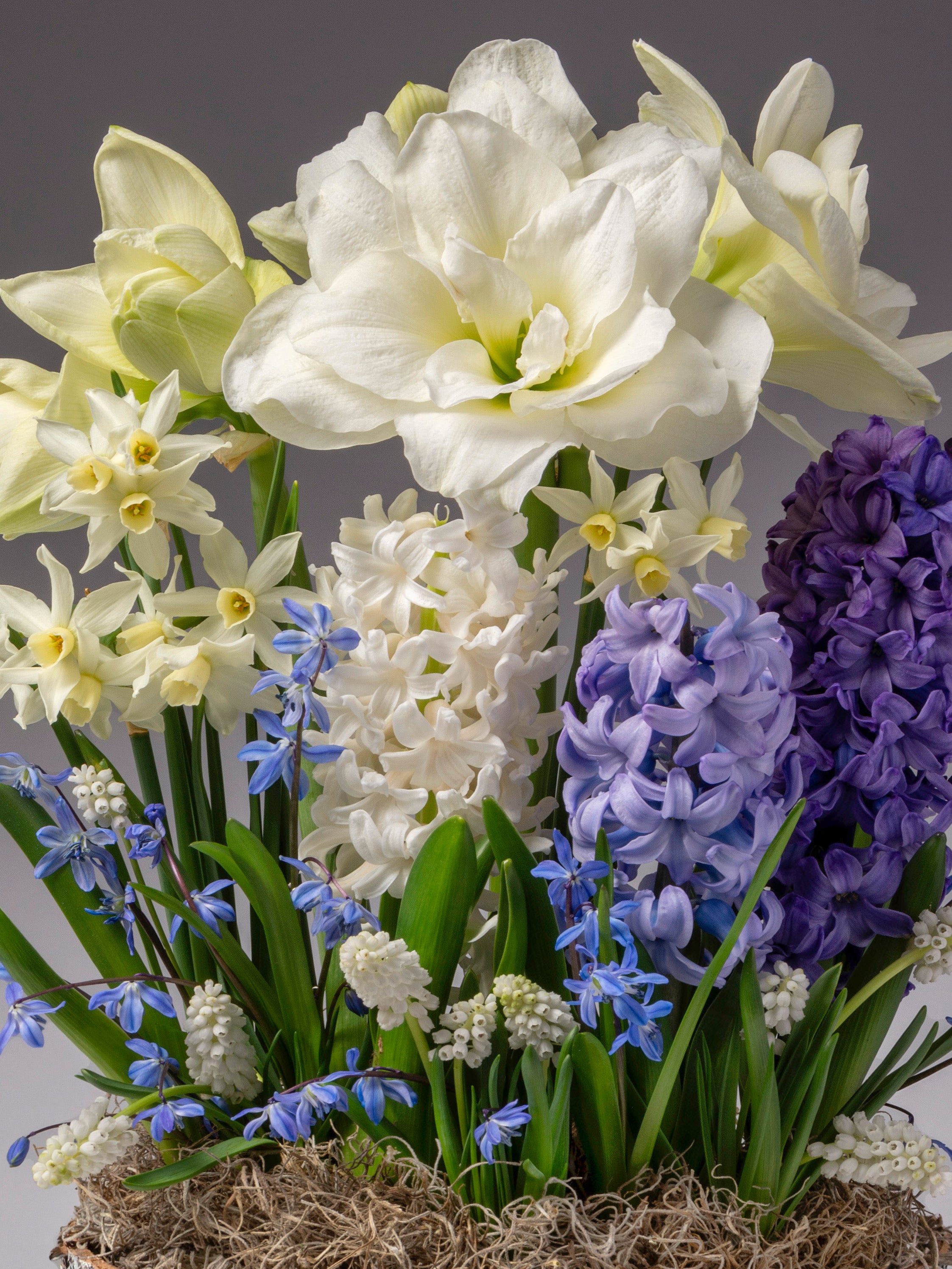 A grouping of flowers sprouting from a base of spanish moss includes white amaryllis and daffodils with blue hyacinth and siberian squill.