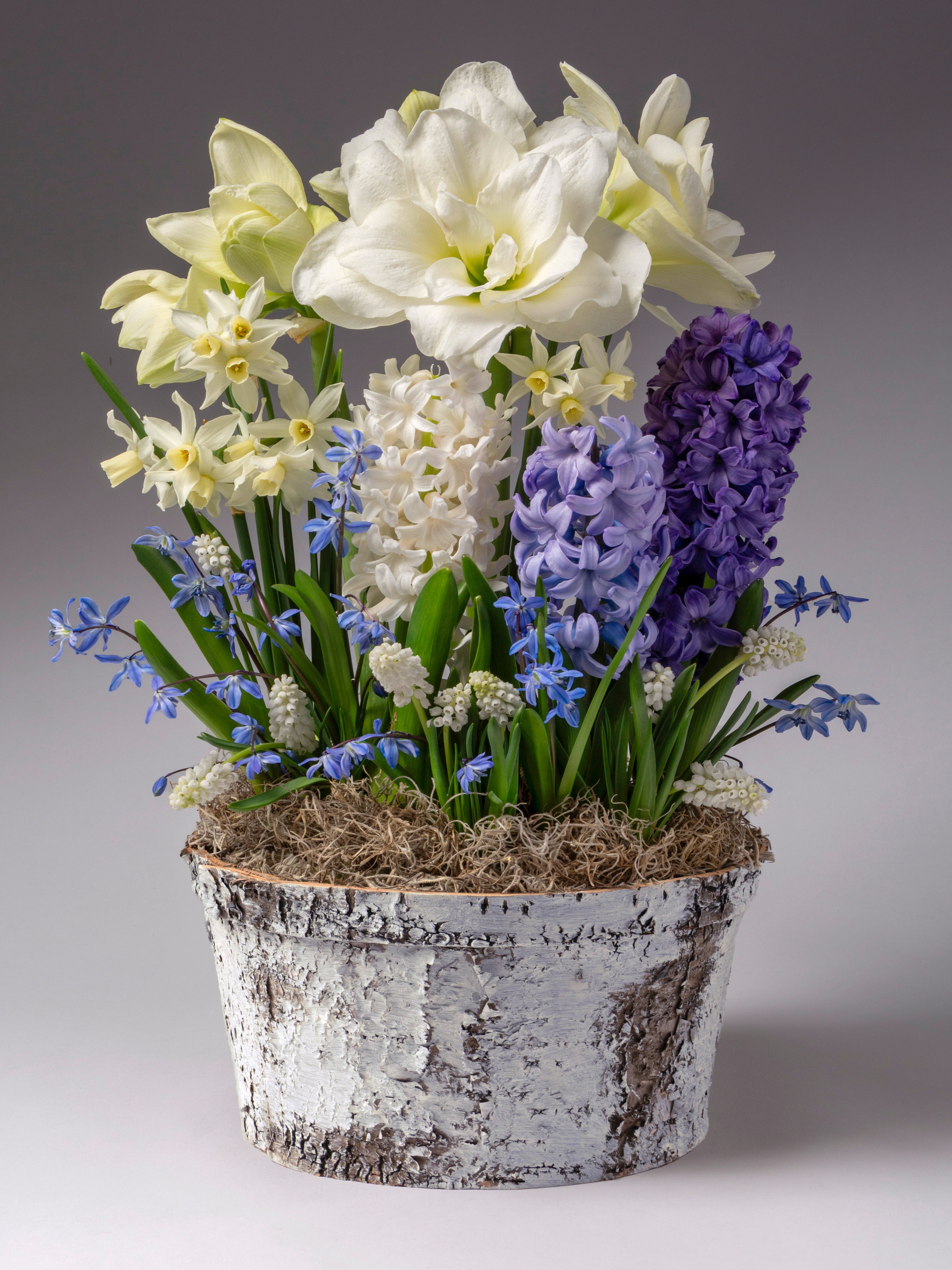 A blue and white potted bulb garden containing white amaryllis, blue hyacinth, and white daffodils sprouts from a natural white birch pot.