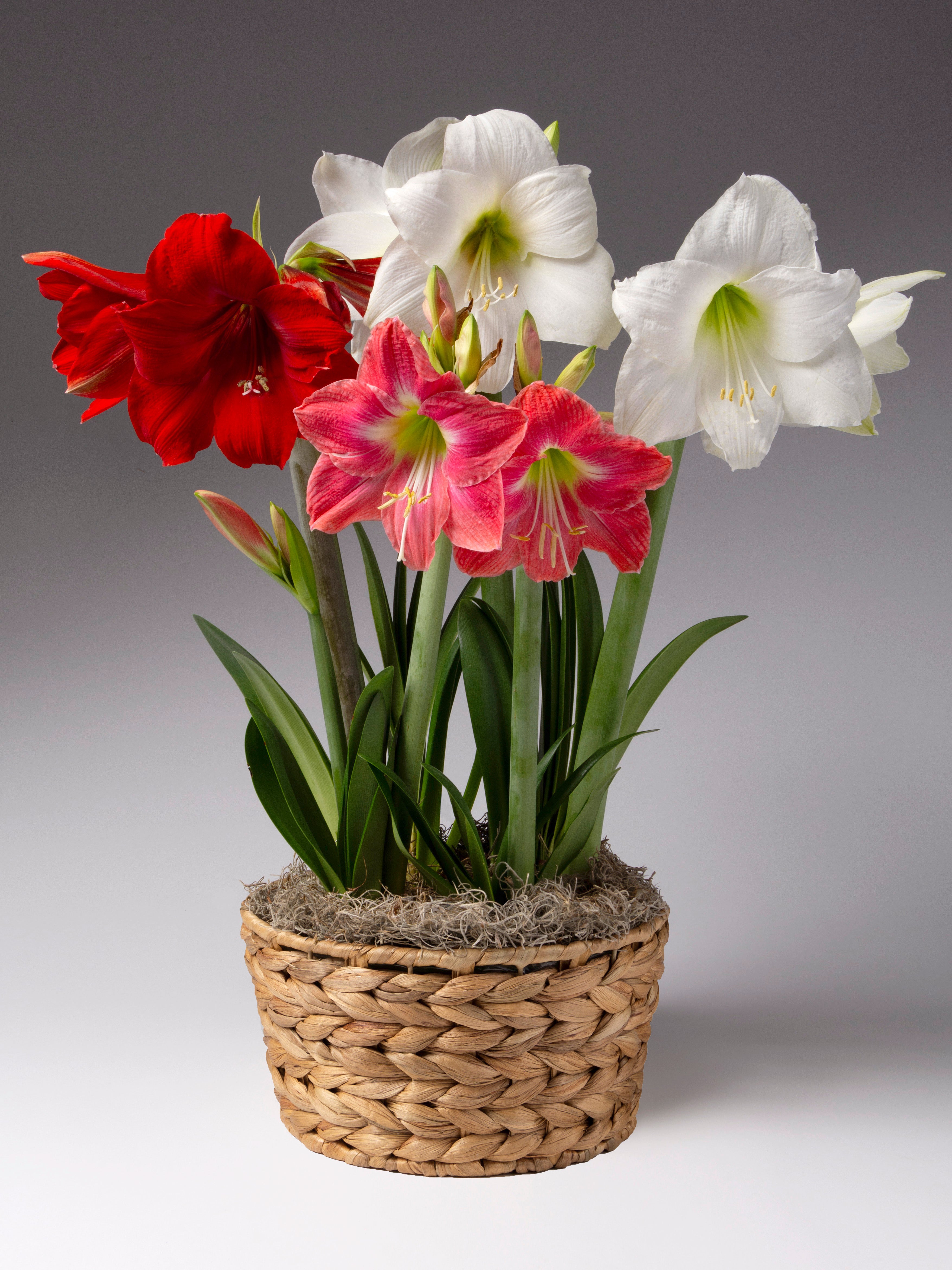 A potted amaryllis flower arrangement with red, pink, and white blooms in a woven basket planter, photographed against a neutral gray studio background.