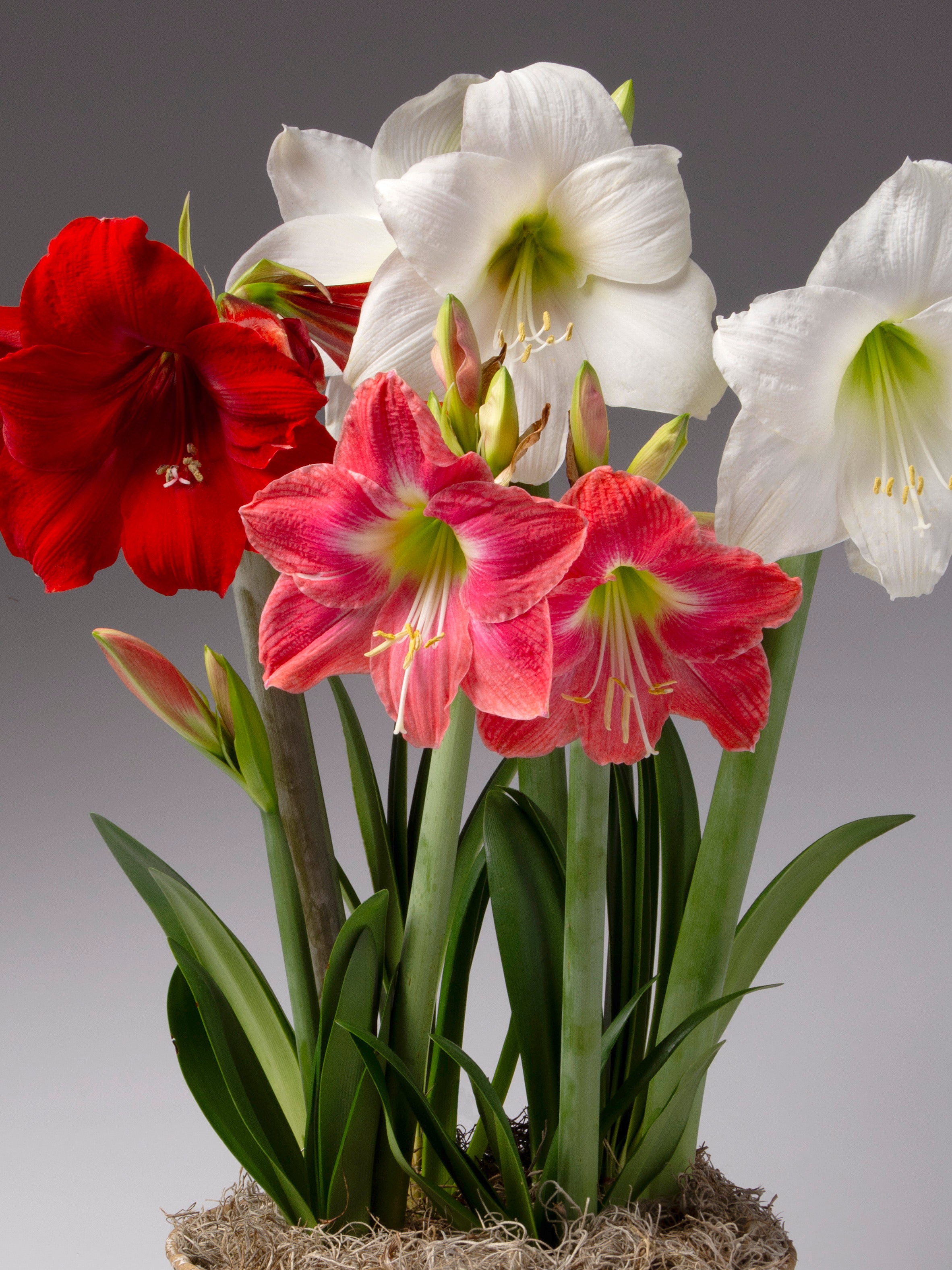 Ribbon Candy Potted Amaryllis Mix