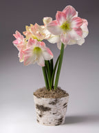 A potted amaryllis flower arrangement with pink-tipped white blooms, green stems, and a birch bark-style pot on a gray studio background.