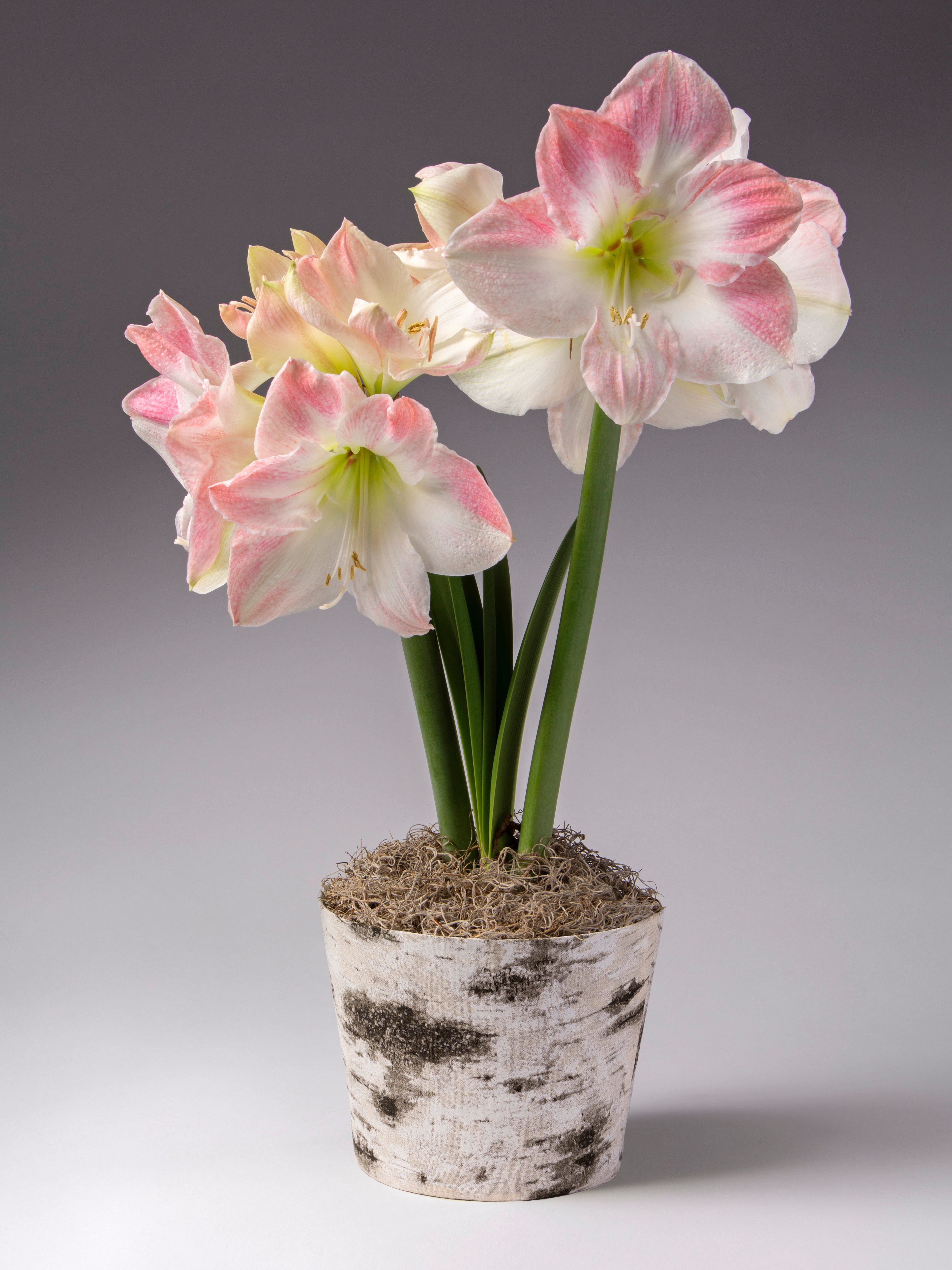 A potted amaryllis flower arrangement with pink-tipped white blooms, green stems, and a birch bark-style pot on a gray studio background.