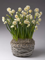 A potted arrangement of white daffodils with green stems and leaves, set in a woven gray basket with moss, photographed against a smooth gray studio background.