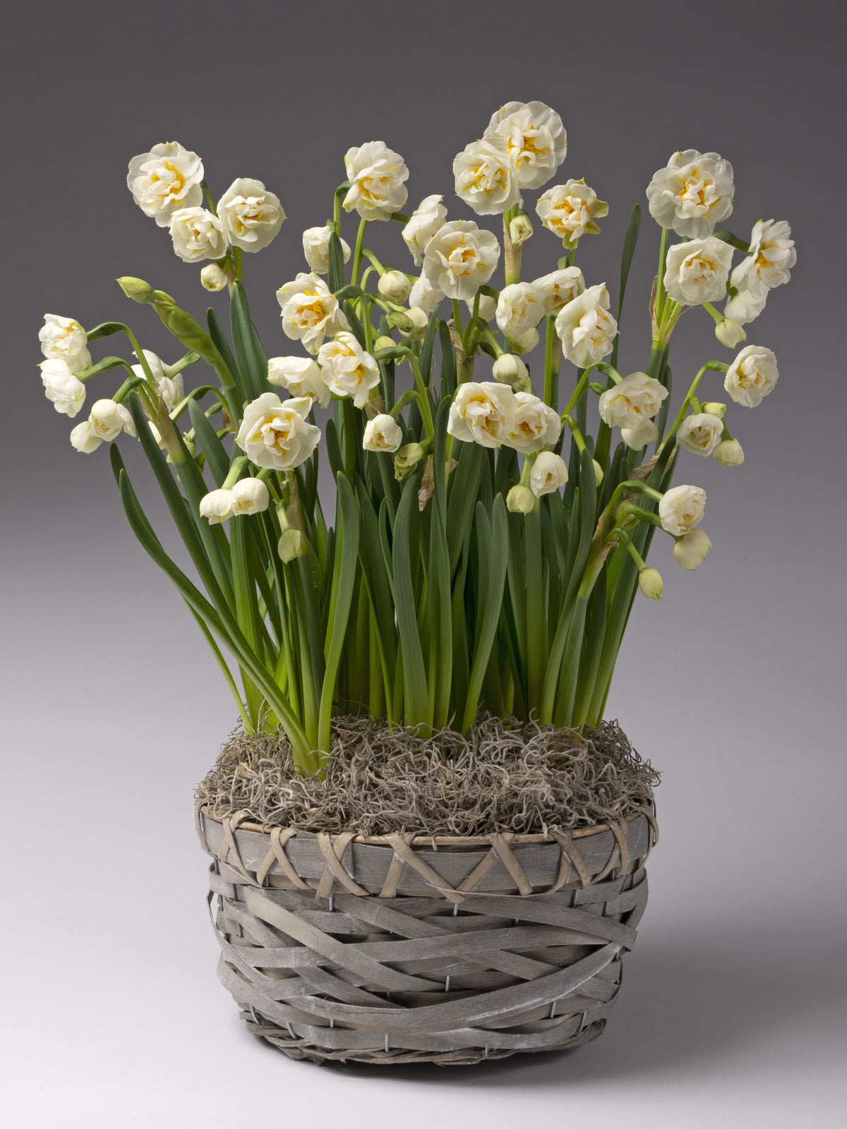 A potted arrangement of white daffodils with green stems and leaves, set in a woven gray basket with moss, photographed against a smooth gray studio background.