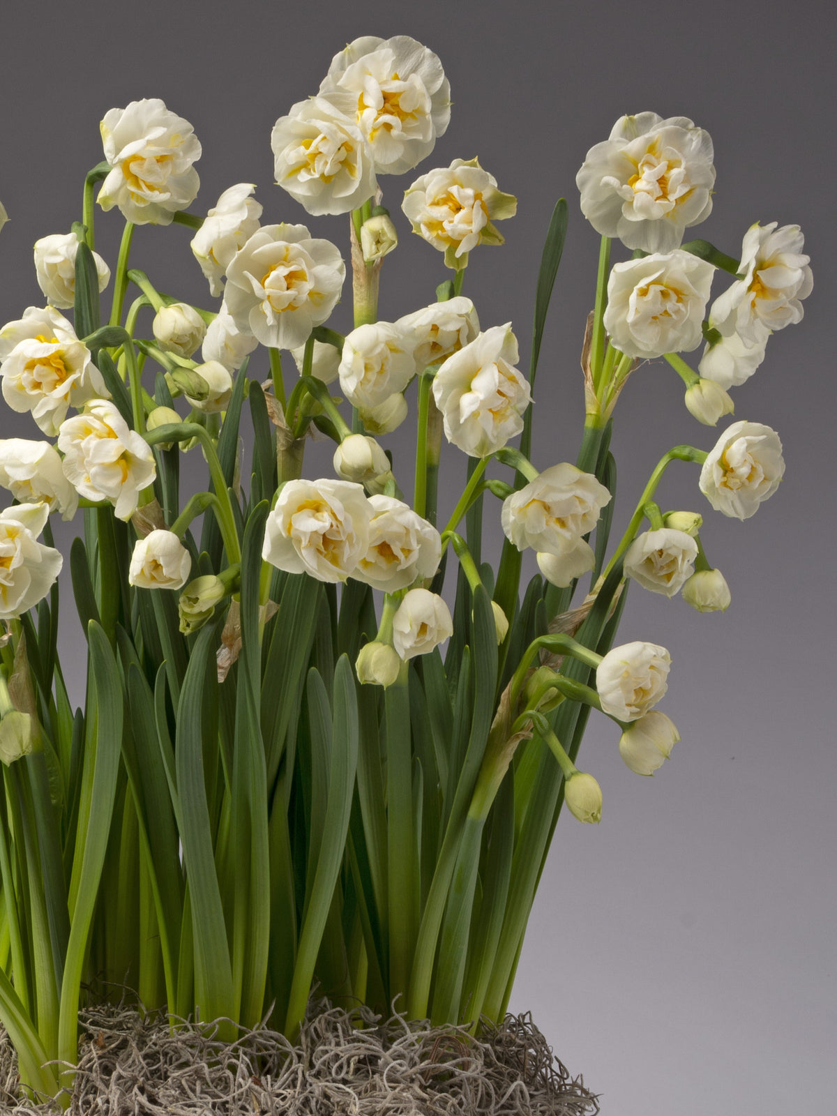 A cluster of white daffodils with yellow centers and long green stems, growing from a fibrous root base against a smooth gray studio background.