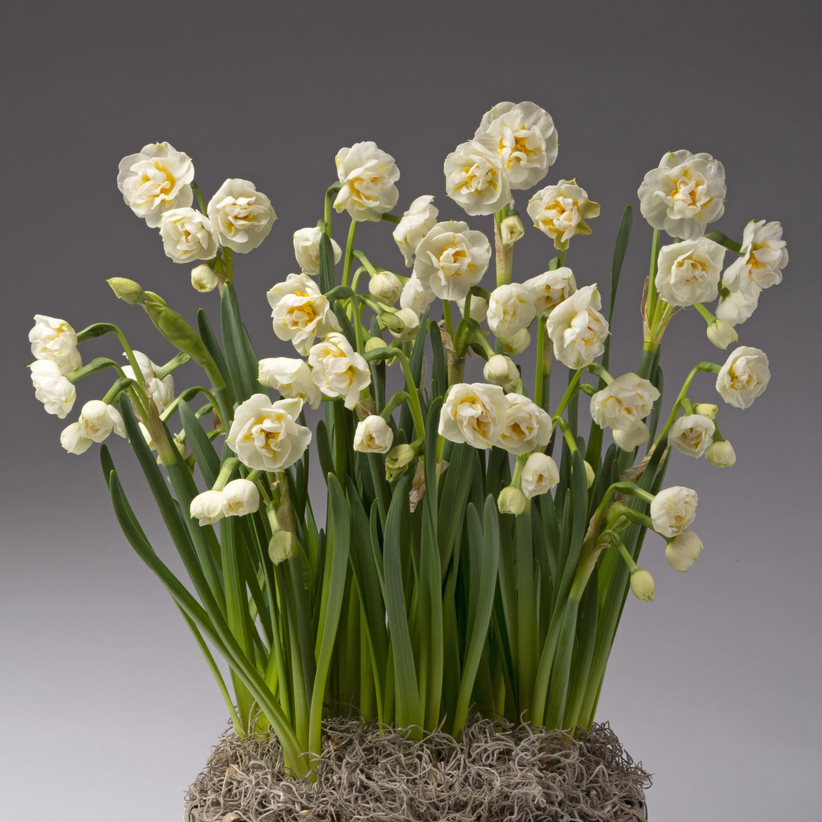 Four Months of Daffodils