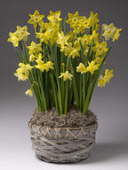 A cluster of yellow daffodils with long green stems arranged in a woven gray basket filled with moss, photographed against a smooth gray studio background.