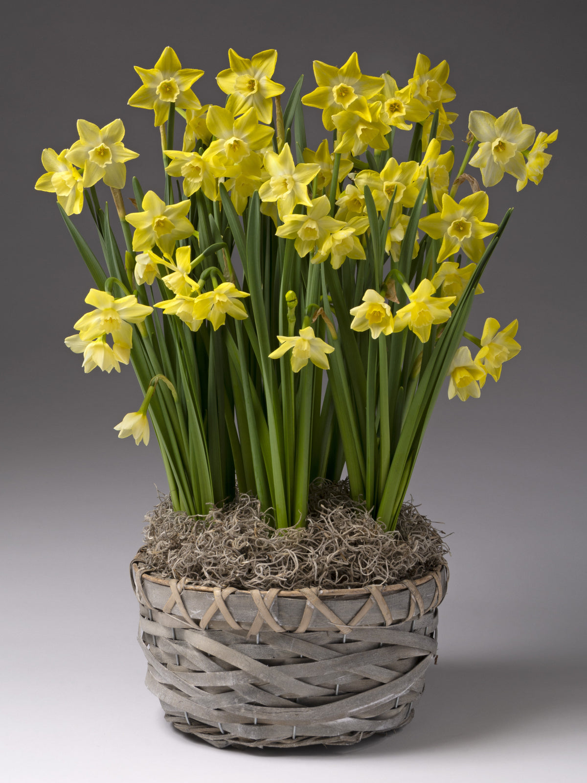 A cluster of yellow daffodils with long green stems arranged in a woven gray basket filled with moss, photographed against a smooth gray studio background.