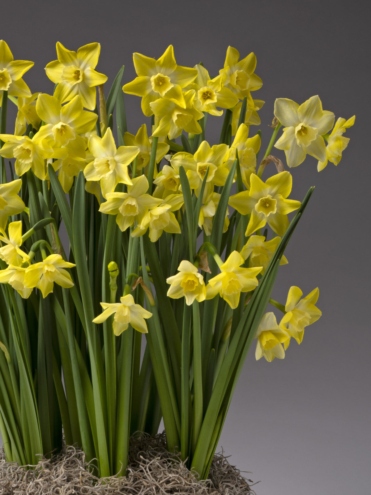 A cluster of yellow daffodils with long green stems and leaves, growing from a base of brown mulch or sphagnum moss against a dark gray studio background.
