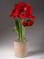 Whitewashed Seagrass Basket