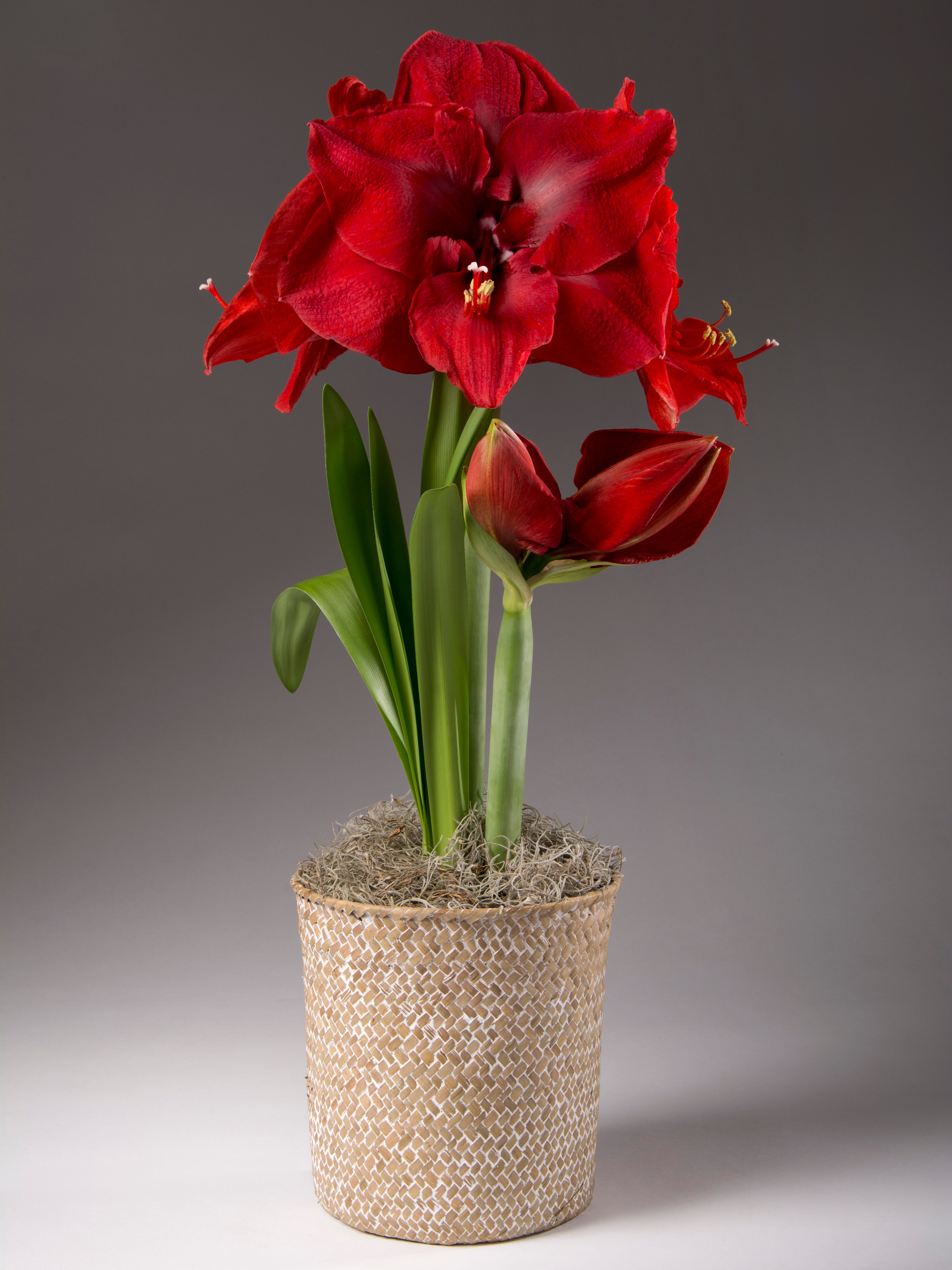 Whitewashed Seagrass Basket