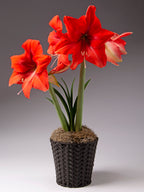 Brown wicker basket with a blooming red amaryllis