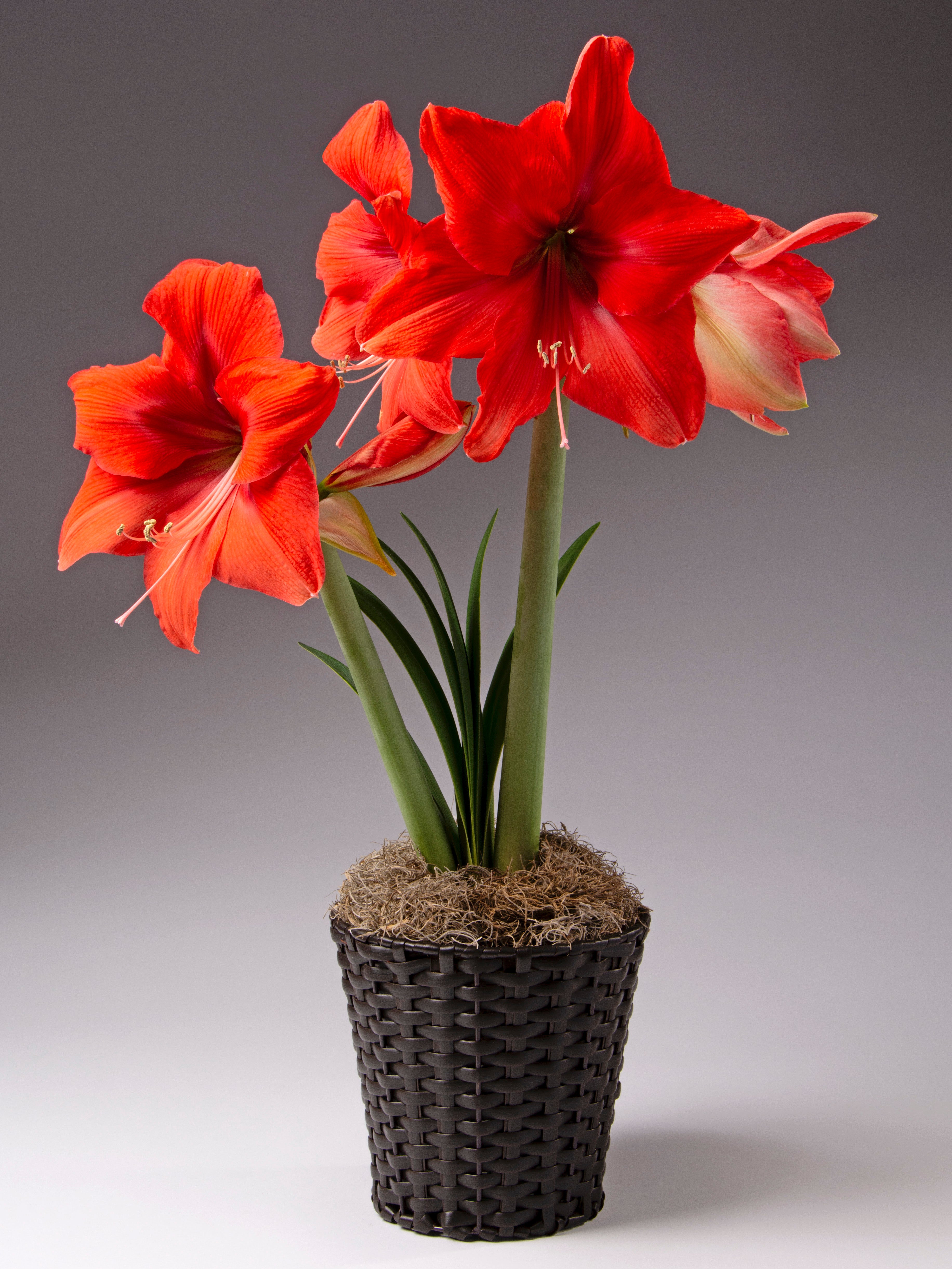 Brown wicker basket with a blooming red amaryllis