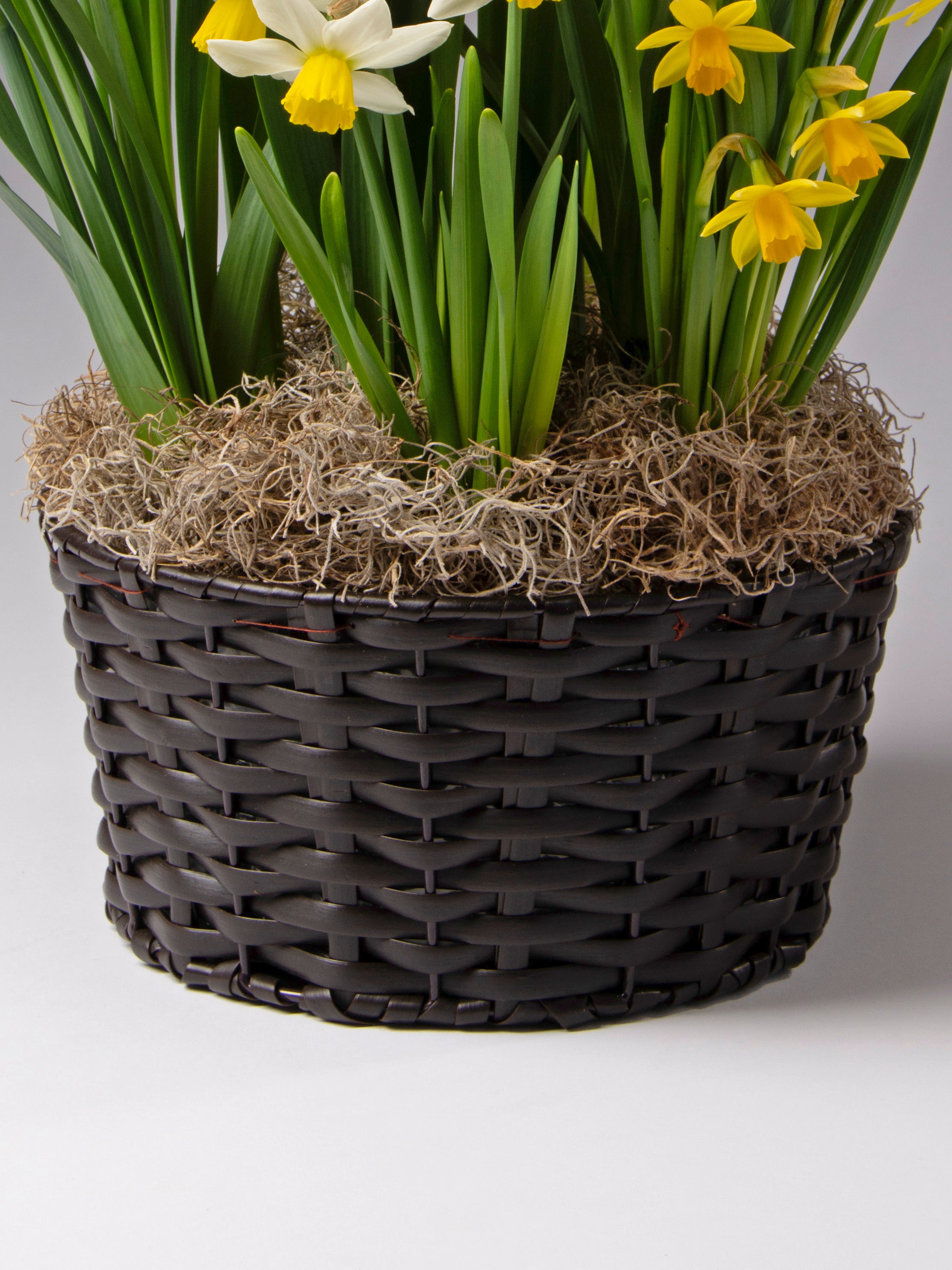 Potted Paperwhite Narcissus - Large